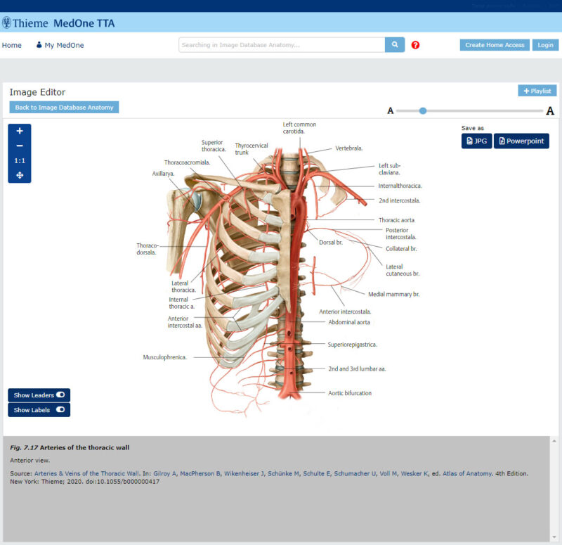 MedOne TTAA - Arteries of the thoracic wall