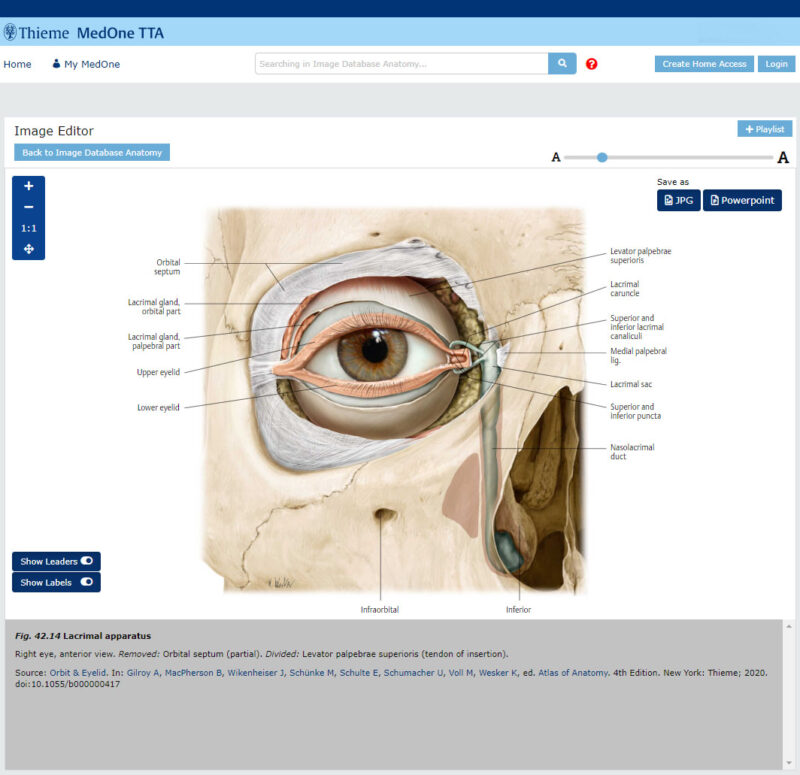 MedOne TTAA - Lacrimal apparatus